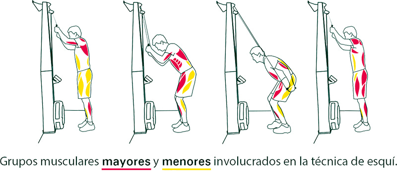 SkiErg Concept2 pared para entrenamiento de grupos musculares